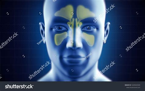 8205 Nasal Sinus Images Stock Photos And Vectors Shutterstock