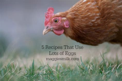 This collection of recipes will give you lots of options for when you find yourself with too many. Lots of Eggs? Try These 5 Recipes - Maggie's Milk
