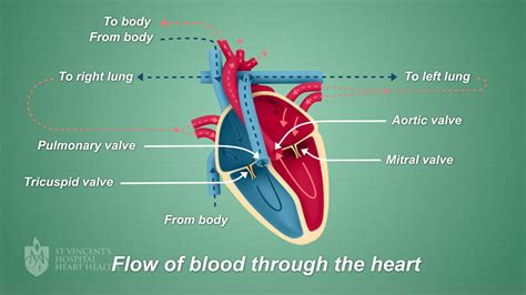 These arteries and their branches supply all parts of the heart muscle with blood. Mitral Valve Clip - St Vincent's Heart Health