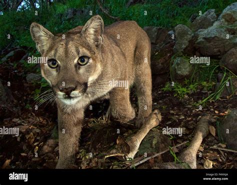 Panther Cougar Tagged Portrait Hi Res Stock Photography And Images Alamy