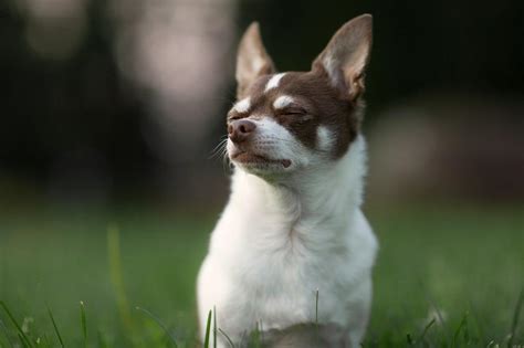 Diferencia Entre Chihuahua Cabeza De Manzana Y Cabeza De Venado