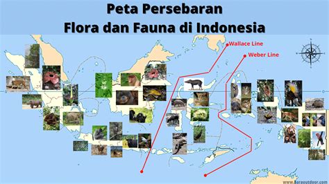 Peta Persebaran Flora Dan Fauna Di Indonesia