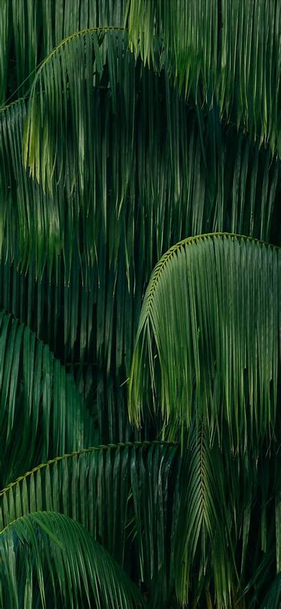 Iphone Leaves Palm Xs Ilikewallpaper Wallpapers
