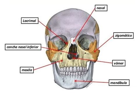 Ossos Do Cranio Face Anatomia Dos Ossos Esqueleto Humano Ossos Do