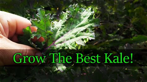 Growing Kale From Seed Youtube