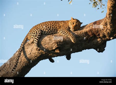 Female African Leopard Lying In Tree Stock Photo Alamy