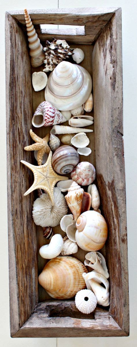 9 Best Seashell Displaysideas Images In 2020 Seashell Display