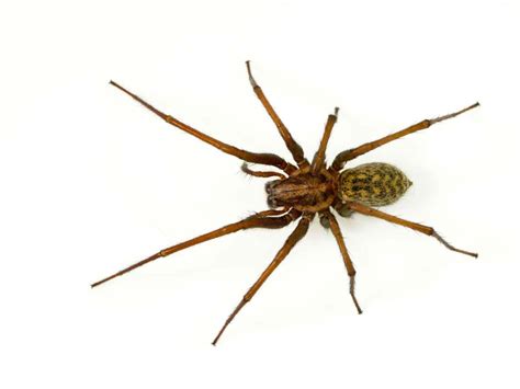 Hobo Spider Control Services In Utah Thorn