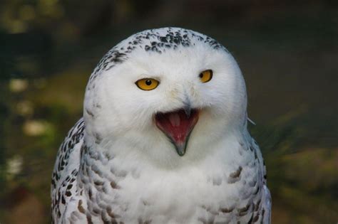A Laughing Snowy Owl 😍 Snowy Owl Owl Birds
