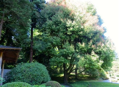 Types Of Evergreen Canopy Tree For Shade Aura Trees