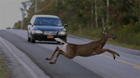 Important Facts About Deer Related Accidents In Michigan Elia And Ponto
