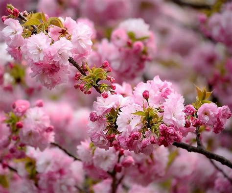 Japanese cherry blossom tree. | cherry blossom | Pinterest | Cherries