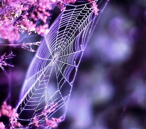 Spider Web Hd Wallpaper Peakpx