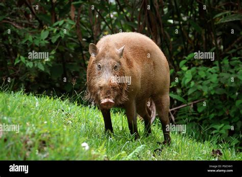 Bornean Bearded Pig Sus Barbatus Stock Photo Alamy