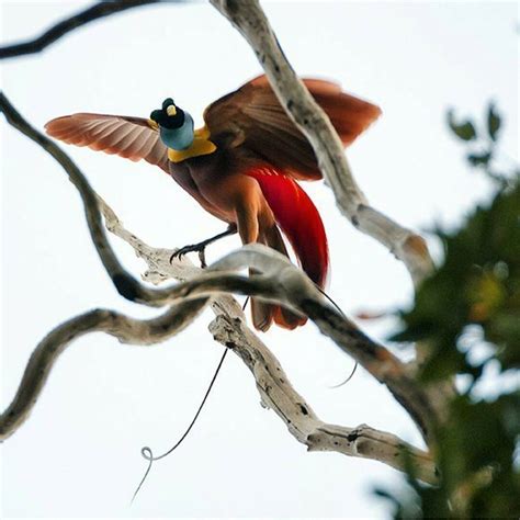 Burung cendrawasih bidadari halmahera/ semioptera wallacii. Gambar Burung Cendrawasih Hitam Putih - Gambar Burung