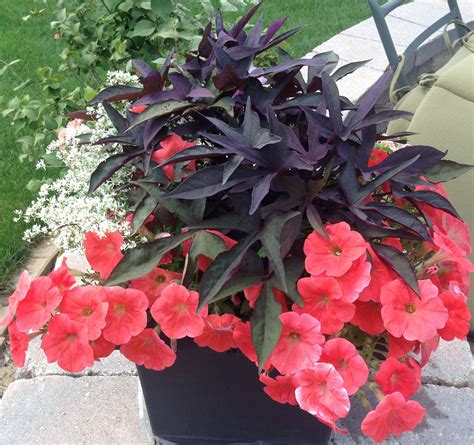 Petunias Sweet Potato Vinegreat Contrasting Colors Lawn And