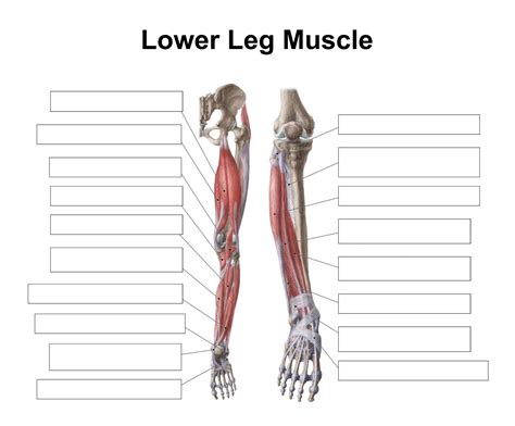 Leg Muscles Diagram Labeled Photos