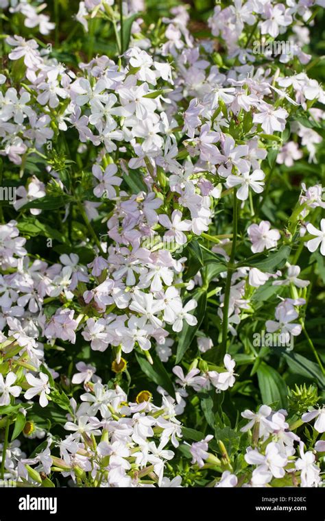 Common Soapwort Bouncing Bet Crow Soap Wild Sweet William Soapweed