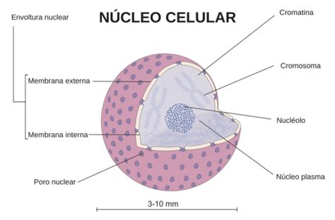 Núcleo Celular Qué Es Partes Y Función Enciclopedia Significados