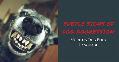 Signs Of Aggression In Dogs Beware The Warning Signs