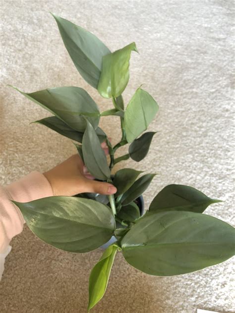 Information from the feasibility study and economic viability analysis. Have: philodendron hastatum (silver sword) cutting ISO: PPP, p. white wizard, p. white knight ...
