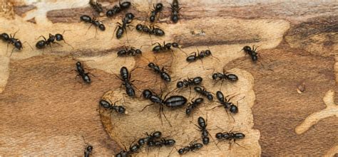 We carry the same products as professionals use and we will teach you how to apply them. Pest Control Spotlight: Carpenter Ants - Ask Mr. Little