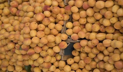 We offer a wide selection of great eating apricot varieties on a genuine dwarfing rootstock which makes them low maintenance and easy to care for. Apricot - Prunus Armeniaca (Jardalu, Khubani, Khumani ...