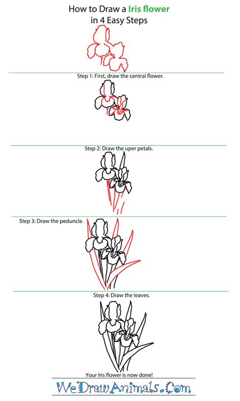 Flower painting flower drawing tutorials drawings drawing tutorial art watercolor paintings flower drawing watercolor flowers iris drawing. How to Draw an Iris Flower