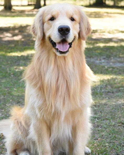1767 Best Golden Retrievers Images On Pinterest In 2018 Cute Dogs