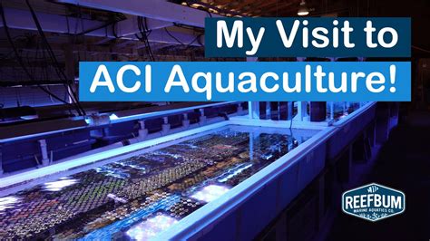 Reefbum Visits Aci Aquaculture Insights On A Big To Key Success Youtube