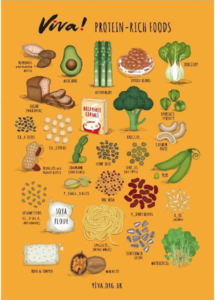 Illustrated Protein Nutritional Poster Posters Viva The Vegan Charity