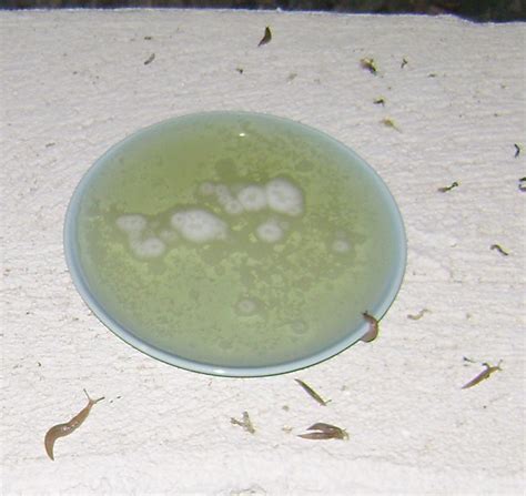 How do you get rid of snails in the garden. Get Rid of Slugs Using Beer - Birds and Blooms