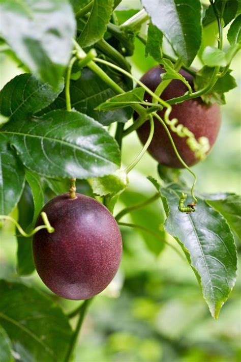 Buy Passion Fruit Trees Online Store Tomorrows Harvest By Burchell