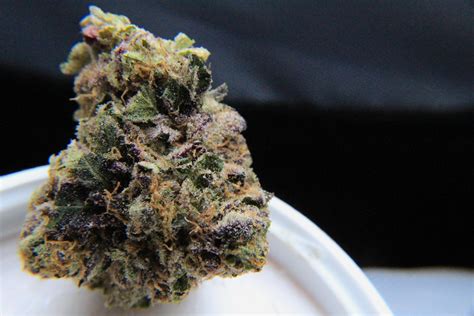 Gelato is a hybrid cannabis strain. A new strain from the local dispensary, Gelato! : trees