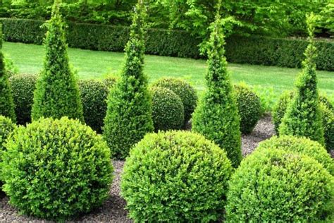 What To Plant Under Pine Trees Garden Tabs Dwarf Evergreen Shrubs