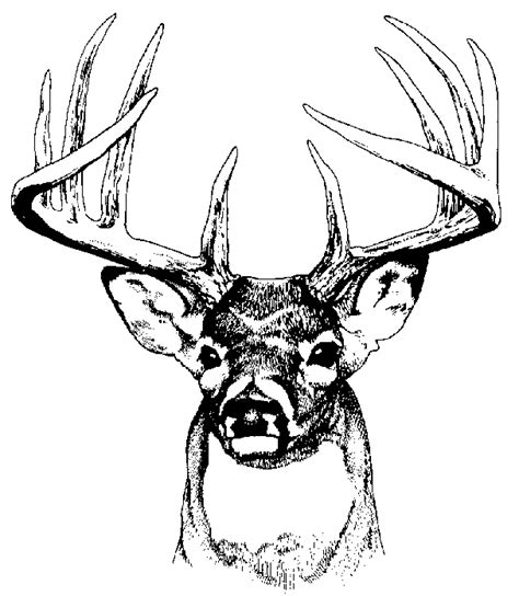 Buck Deer Head Clip Art Jos Gandos Coloring Pages For Kids Clipart