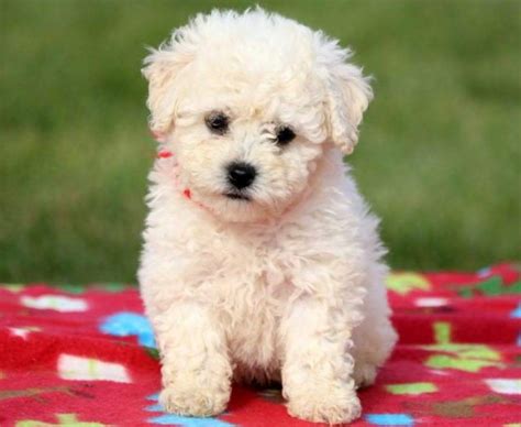 This is a small dog breed with a long, curly coat and a gentle temperament. Goldichon Puppies For Sale | Puppy Adoption | Keystone Puppies