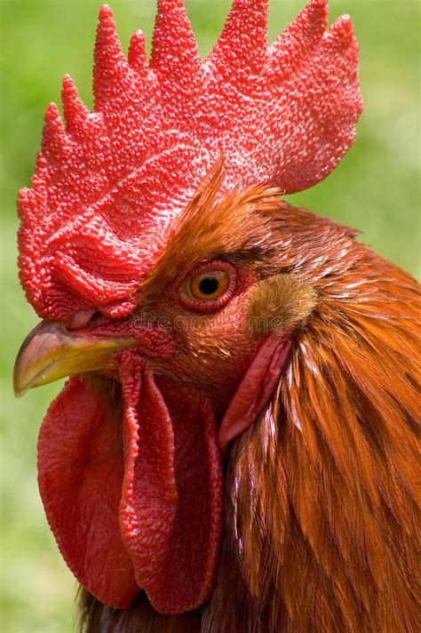 A Red Rooster Stock Photo Image Of Colorful Behind 36174986