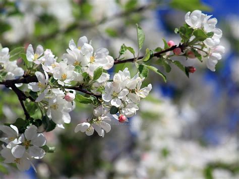 White Apple Tree Blossoms In The Spring Time By Dzintraregina On Deviantart