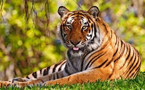 Free Download Pixel Desktop Wallpapers Tiger Animal Wallpapers