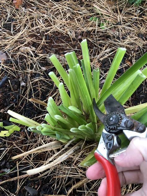 When To Cut Back Daylilies