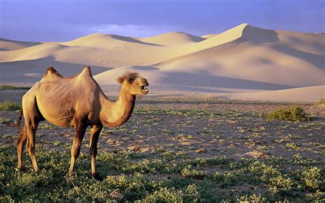 Desert Camel Animal World Wallpaper 1920x1200 Download