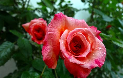 Fotos Gratis Florecer Rosado Naturaleza Flores De Rosas Verano