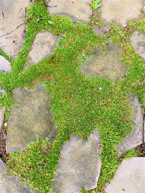 How To Grow Moss In Your Yard