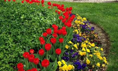 Popular Spring Plants And Flowers For Nashville Acer Landscape