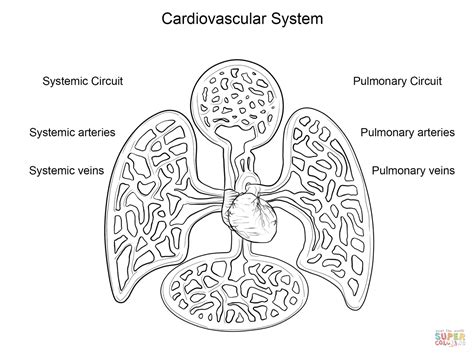 Sistema Cardiovascular Desenho Para Colorir