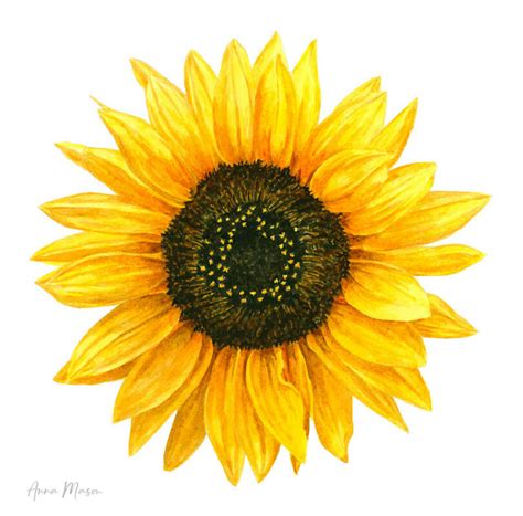 Free Watercolor Sunflower Class Anna Mason Art