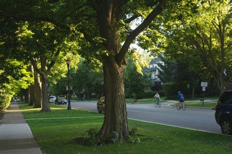 In 2019, we helped 500 community groups to celebrate and. Taking Care of Street Trees | ThriftyFun