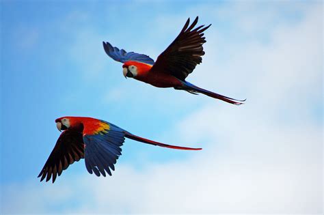 Tropical Rainforest Birds Flying