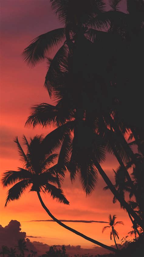 Download Wallpaper 1440x2560 Palm Trees Sunset Clouds Tropics Sky